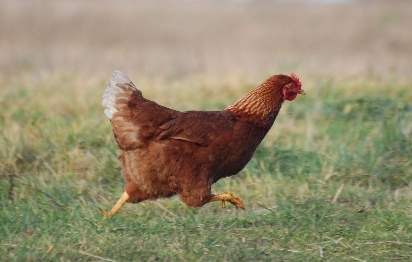 running chicken