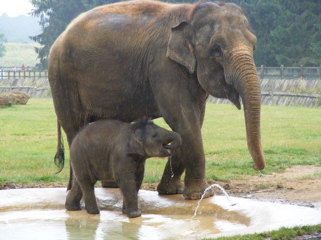 elephants